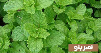 روش های بهبود عفونت ریه