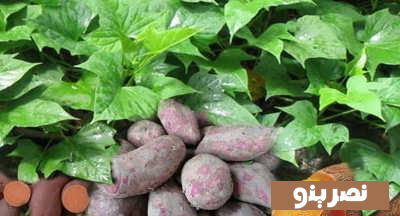 درمان عفونت ریه با روش های خانگی