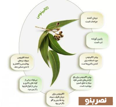 خواص بینظیر اکالیپتوس برای درمان آسم