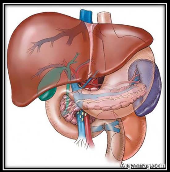 راه های درمان کبد چرب گرید 2