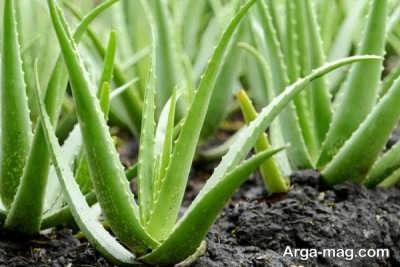 روش های بهبود قارچ پوستی