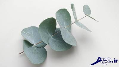 درمان گیاهی عفونت ریه