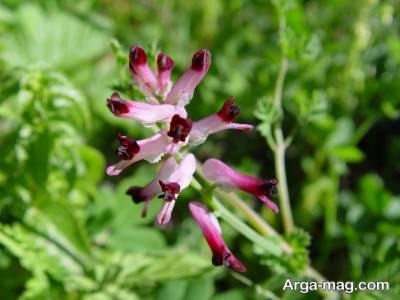 خواص عرق شاتره برای بدن