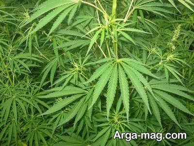 خواص گیاه ماریانا