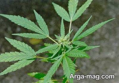 خواص گیاه ماریانا