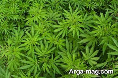 تنگی واژن با گیاه ماریانا