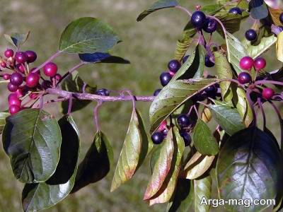 آشنایی با گیاه سیاه توسه