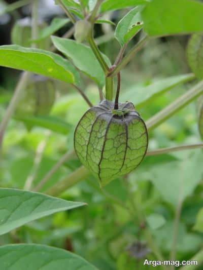 خاصیت میوه فیسالیس