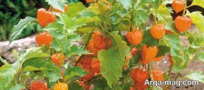 مزایای میوه فیسالیس