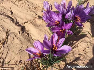 فواید دارویی گلبرگ زعفران