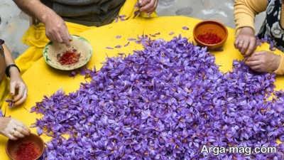 خواص گلبرگ زعفران