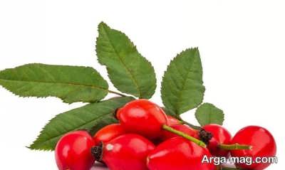 فواید میوه گل نسترن