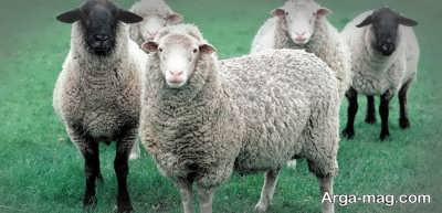 تفاوت شیر گوسفند با شیر گاو