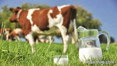 فواید بالای شیر گوسفند