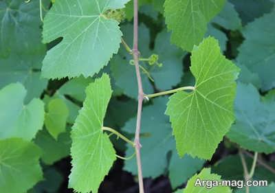 فواید برگ مو