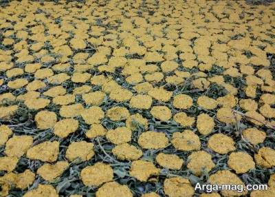 نحوه خشک کردن ترخینه زیر نور آفتاب