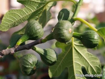 فواید برگ انجیر