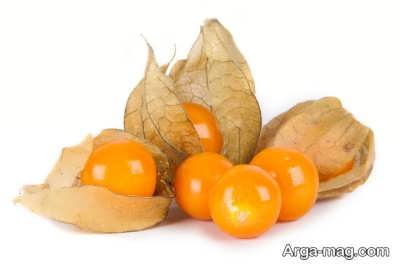 خواص میوه فیسالیس