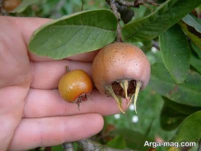 مزیت های هست ازگیل