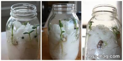 روش های کاشت دانه های سیب در گلدان