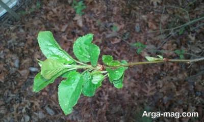 بهره گیری از خاک مرغوب برای بستر هسته های سیب
