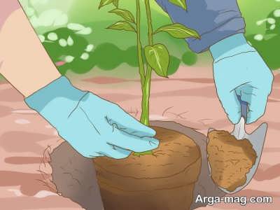 نحوه کاشت هسته سیب در فضای آزاد