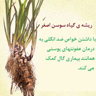 مزایا و مصارف ریشهی گیاه سوسن اصغر