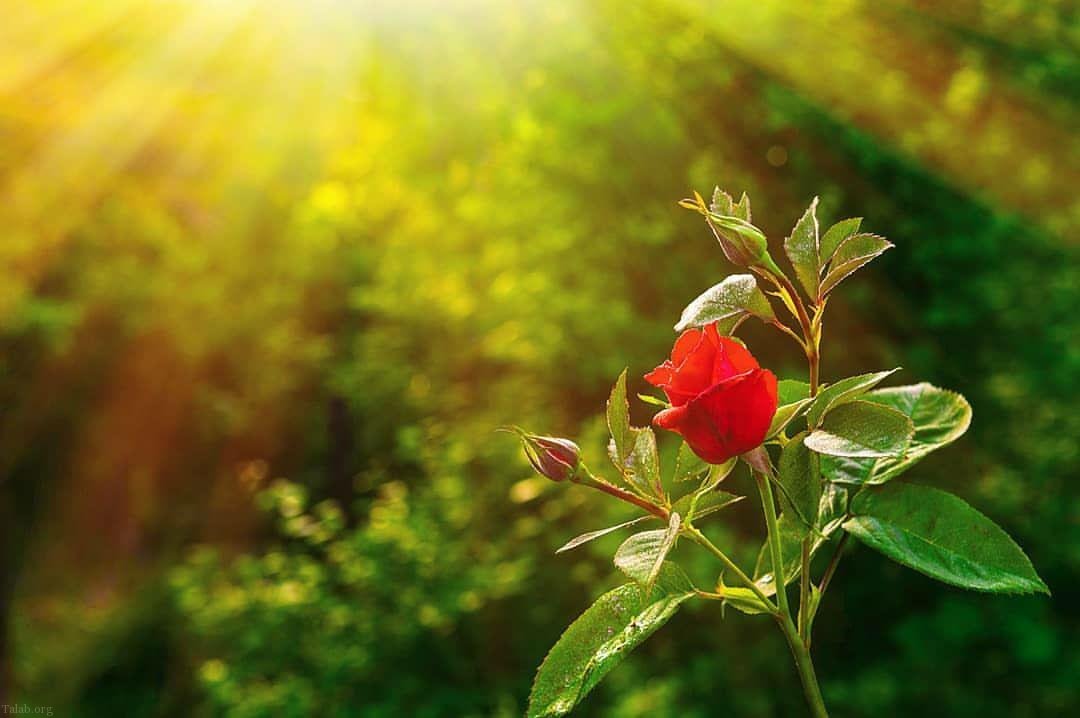 اس ام اس صبح بخیر زیبا + پیامک صبح بخیر گفتن اس ام اس صبح بخیر زیبا + پیامک صبح بخیر گفتن