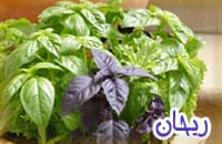 گیاه شگفت انگیز ریحان Tulsi
