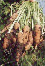 هویج و خواص دارویی آن (Carrot)