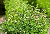 خواص گیاهان دارویی حروف(ک)