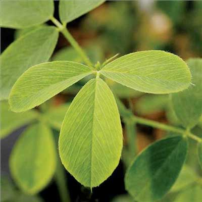 یونجه ۲ برابر اسفناج دارای آهن است