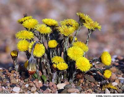 «پای خر»؛ گیاهی با خواص متعدد درمانی