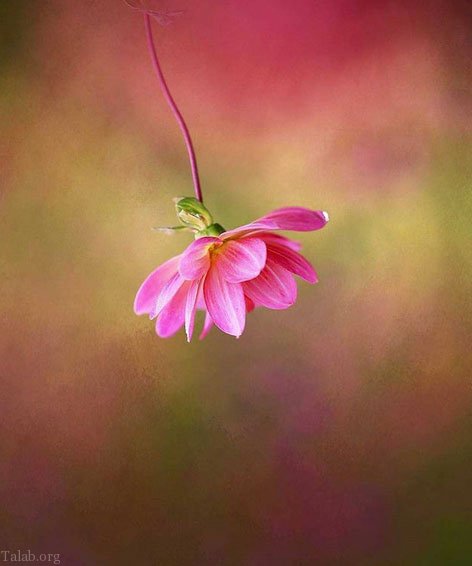 اس ام اس عاشقانه زیبا برای همسر | متن عاشقانه زیبا برای همسر عزیزم