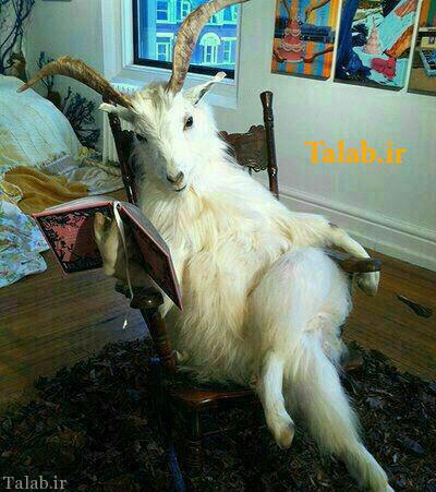 اس ام اس های جدید و خنده دار + عکس طنز