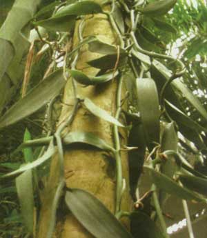 خواص دارویی وانیل 