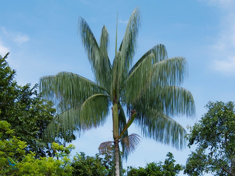 بزرگ ترین جنگل جهان