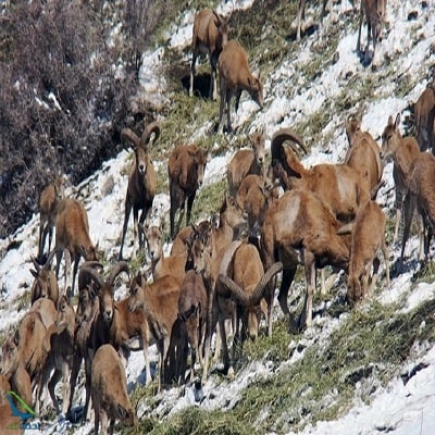 گونه های جانوری