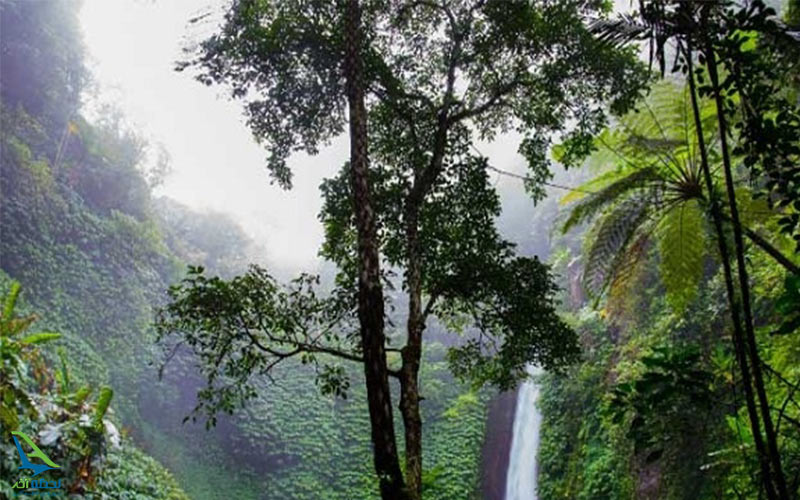 جنگل های آمازون