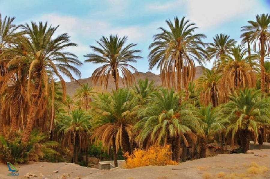 کویر زردگاه