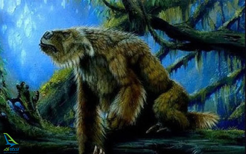 جنگل های آمازون