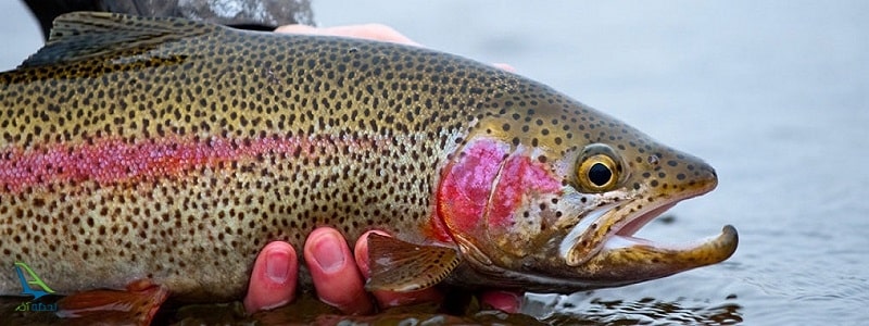 ماهیگیری در پارک ملی لار