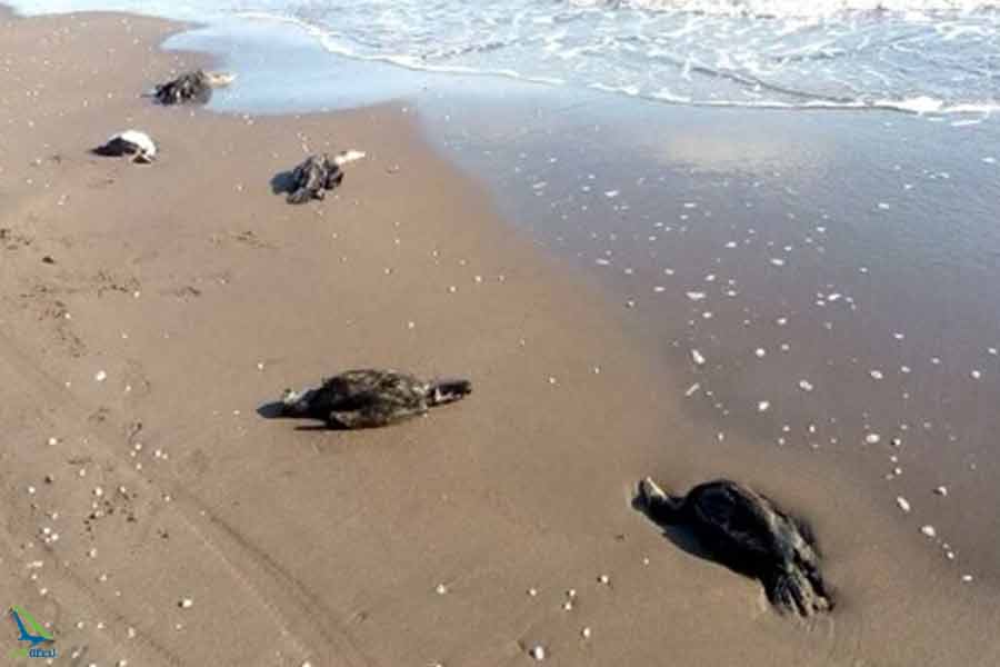 تفریحات ساحل چمخاله