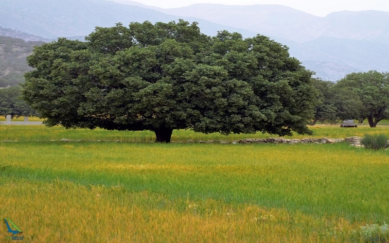دشت ارژن در شیراز