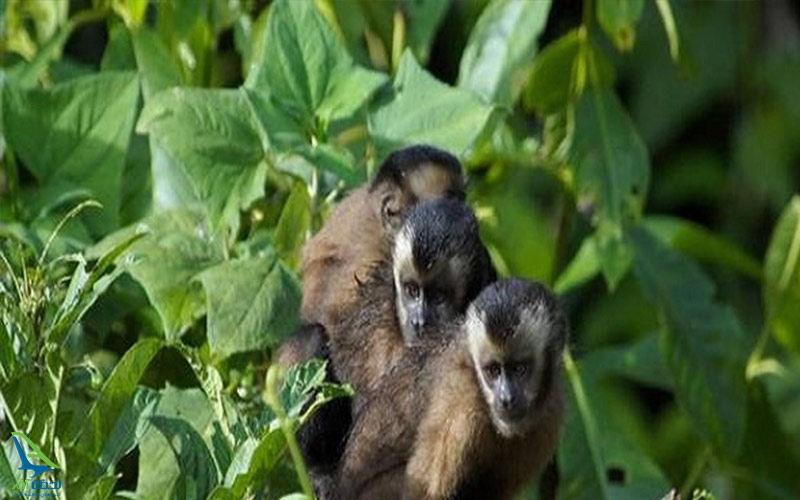 جنگل های آمازون