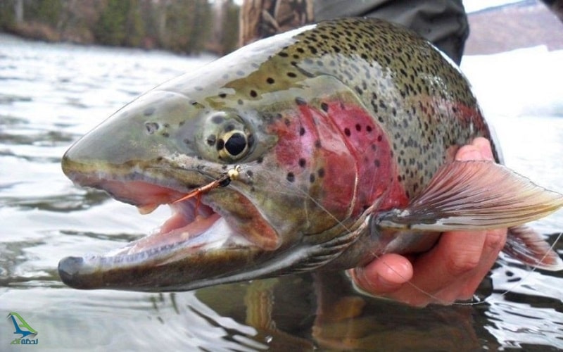 ماهی قزل آلای خالدار قرمز