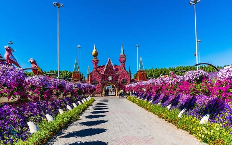 طاووس در باغ معجزه دبی