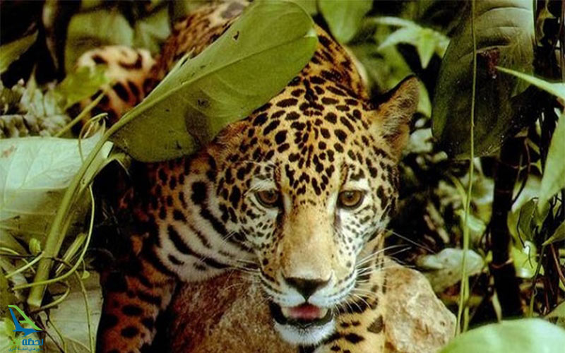 جنگل های آمازون