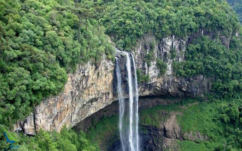 جنگل های آمازون