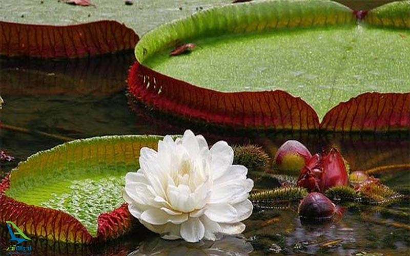 جنگل های آمازون